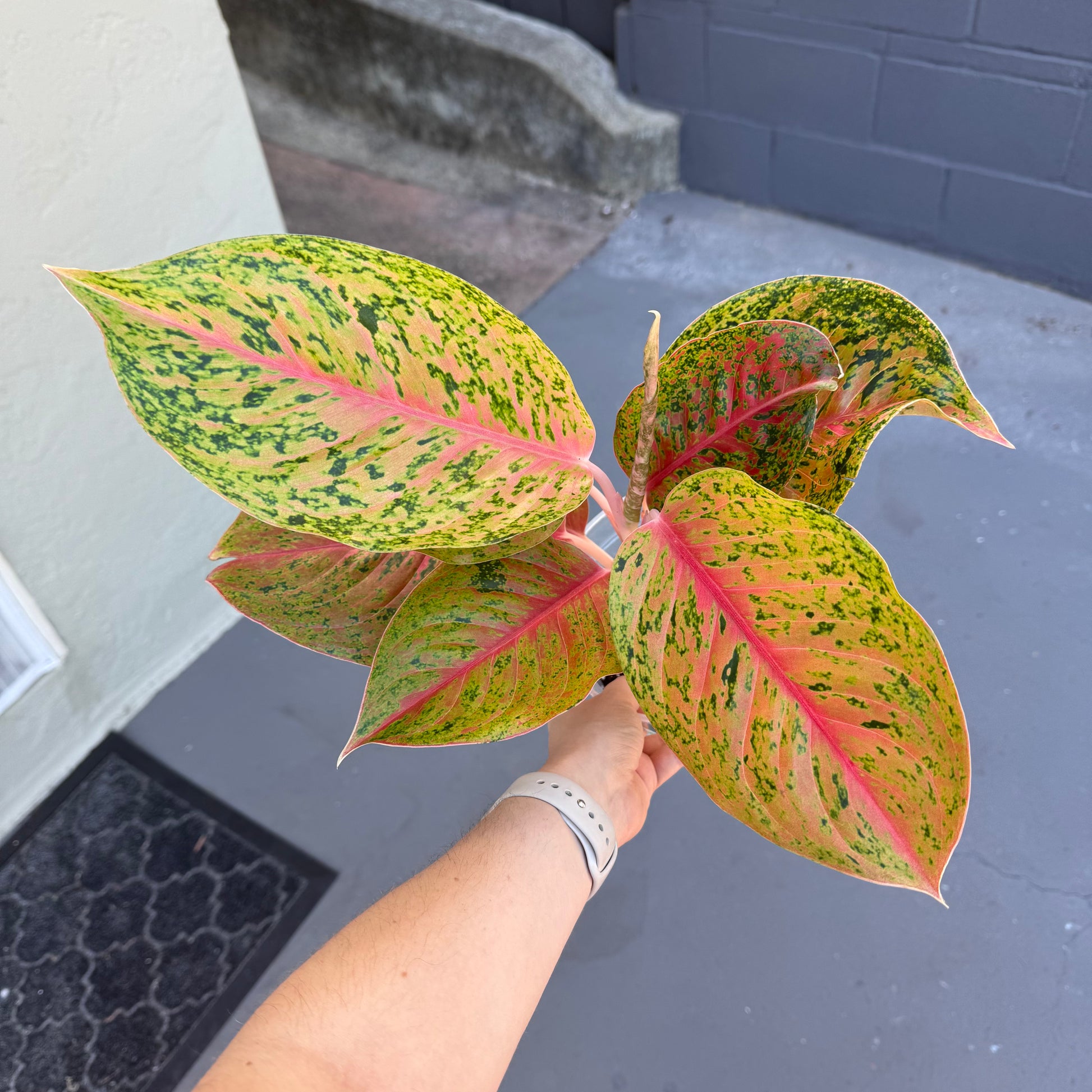 aglaonema lakchai Aglaonema "Lak Sup"