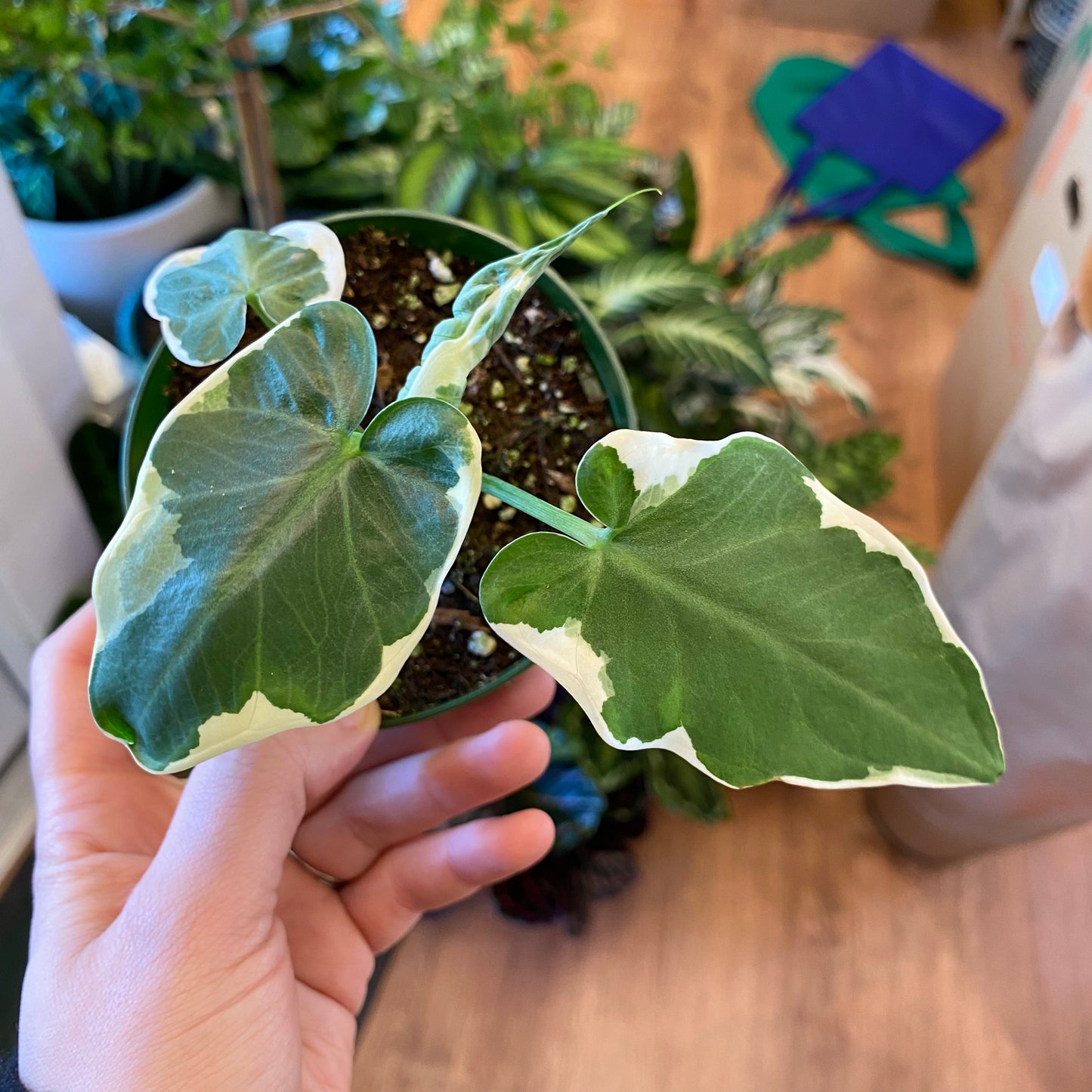 Alocasia xanthosoma "Mickey Mouse"
