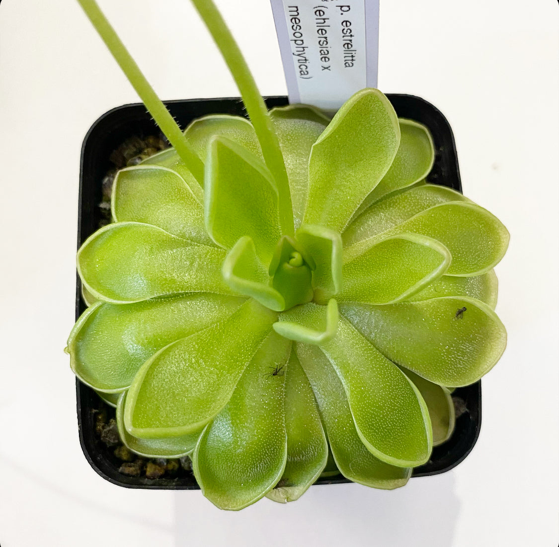 p. estrelitta