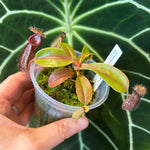 Load image into Gallery viewer, Nepenthes hamata x robcantleyi
