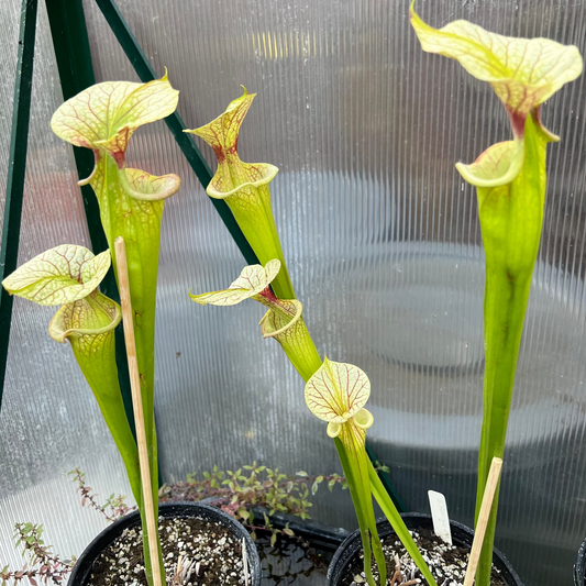 Sarracenia ‘Adrian Slack’