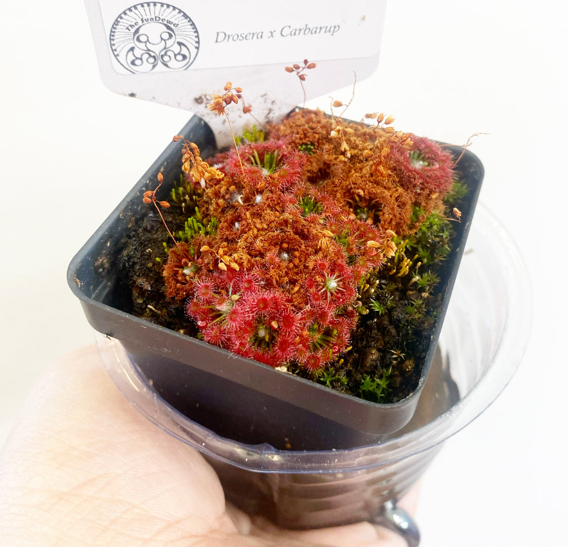 Drosera x Carbarup