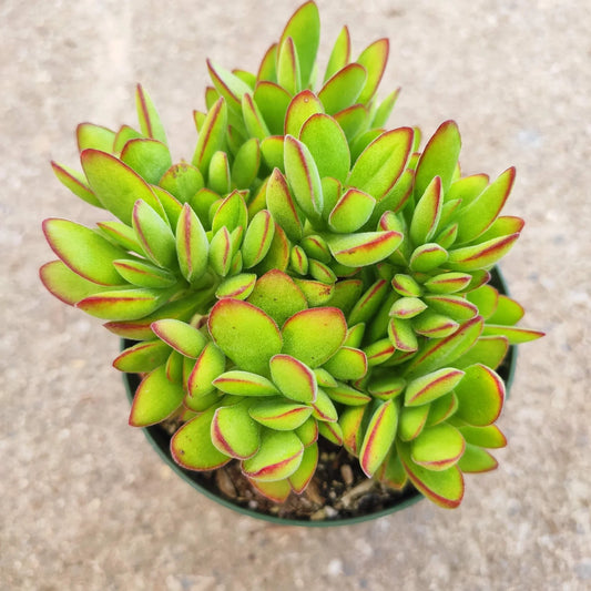 Crassula swaziensis variegata