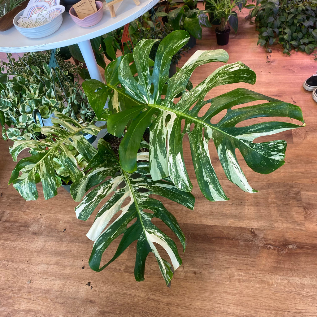 Monstera deliciosa 'Albo' - fruiting! 