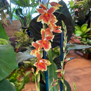 Oncostelopsis Leopoldo