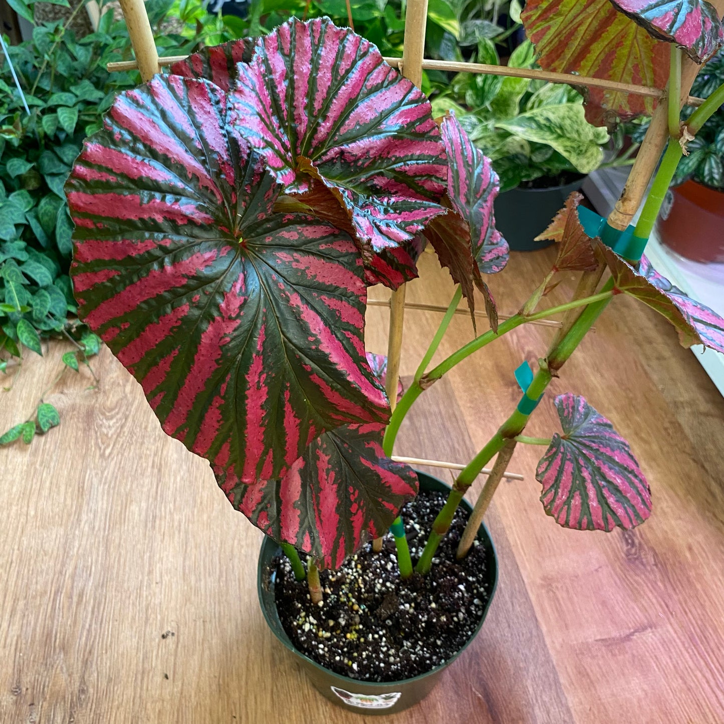 Begonia brevirimosa subsp. exotica
