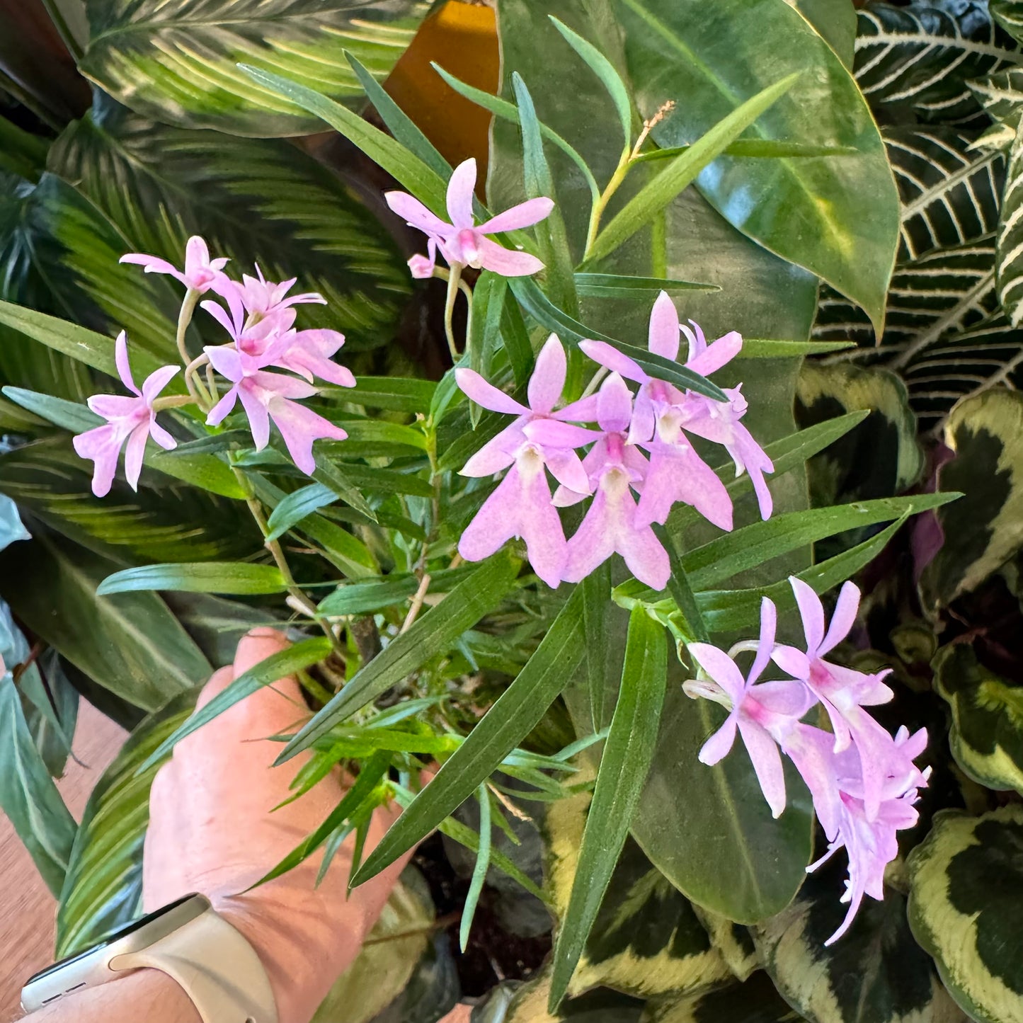 Epidendrum centropetalum