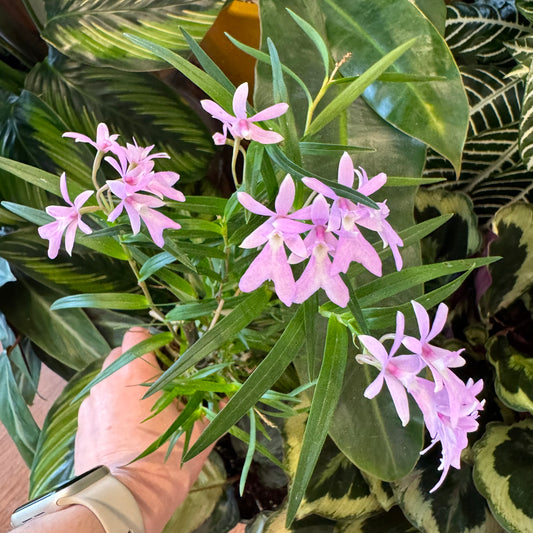 Epidendrum centropetalum