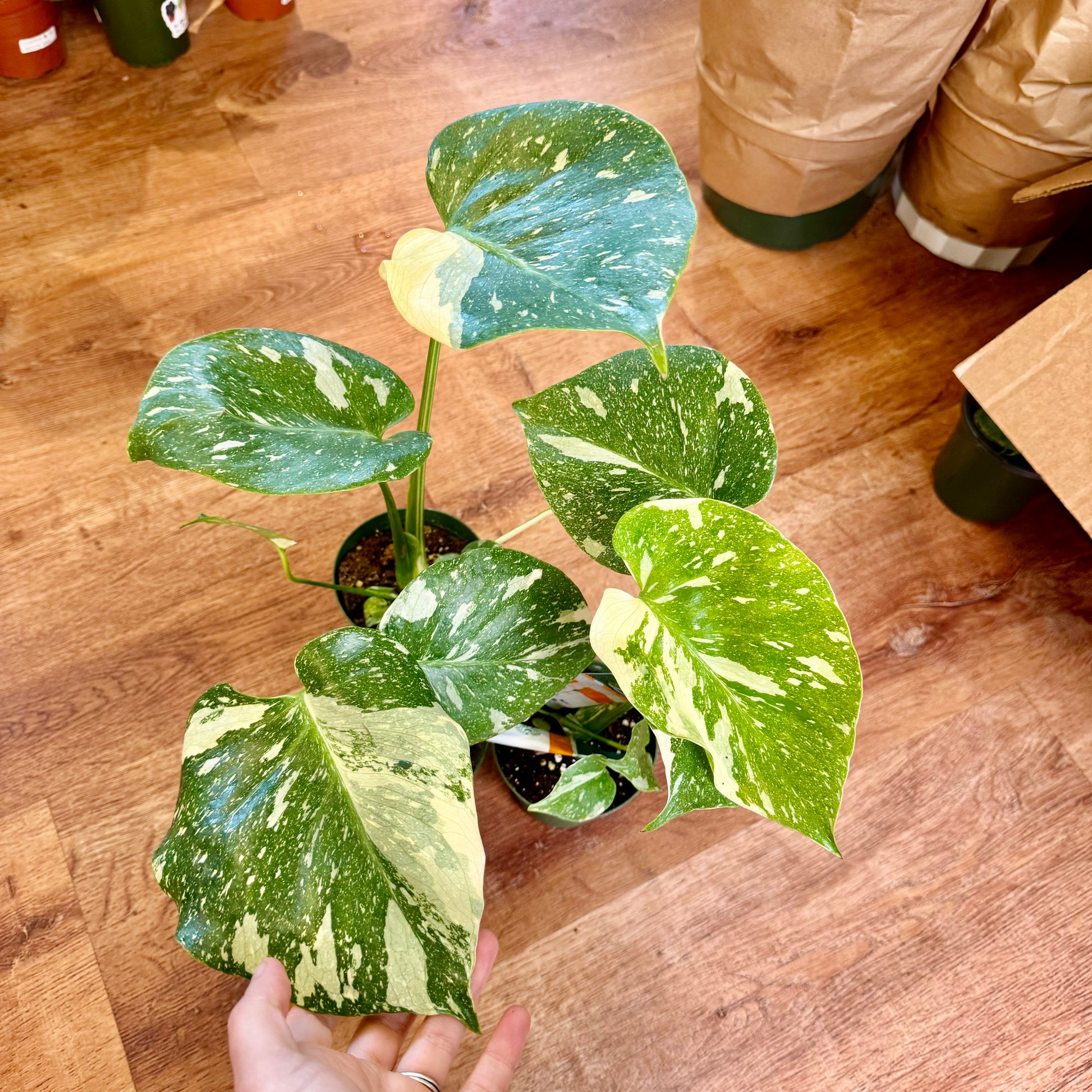 Monstera delicisoa Thai Constellation