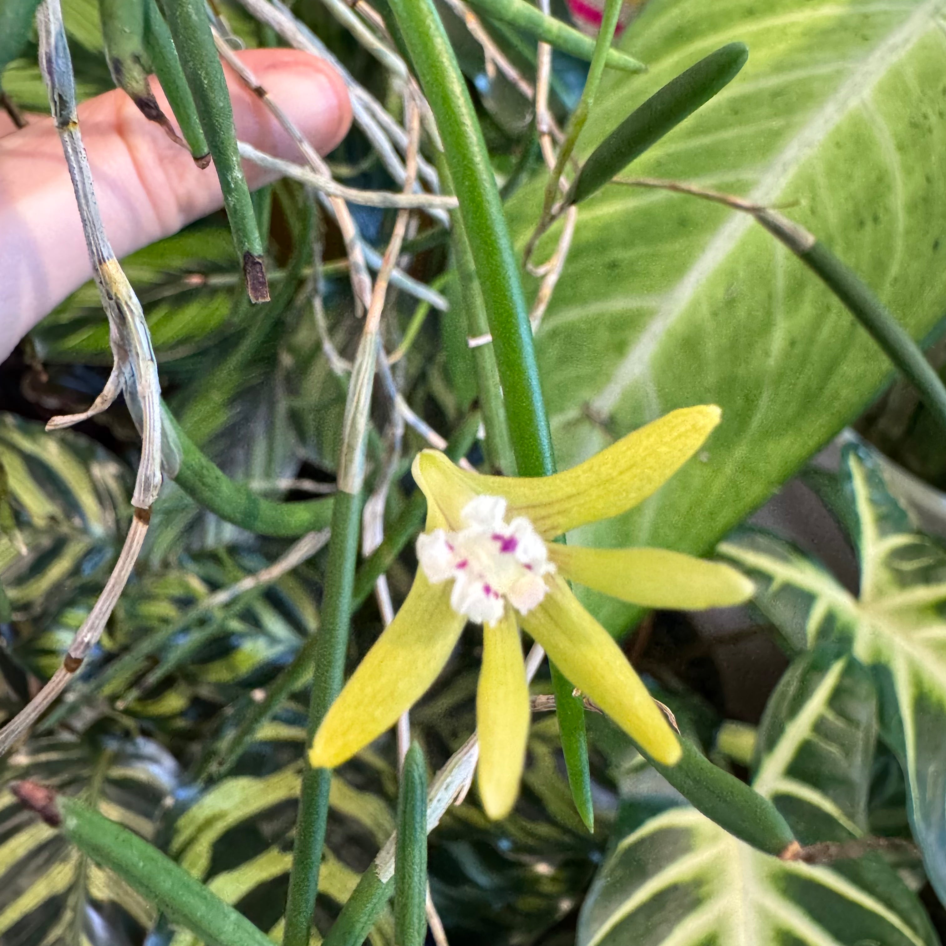 Dockrillia striolata x Dendrobium Ida Mary