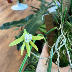 Dockrillia striolata x Dendrobium Ida Mary