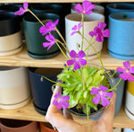 Load image into Gallery viewer, Pinguicula - Assorted, Blooming
