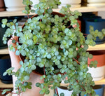 Load image into Gallery viewer, Pilea glauca
