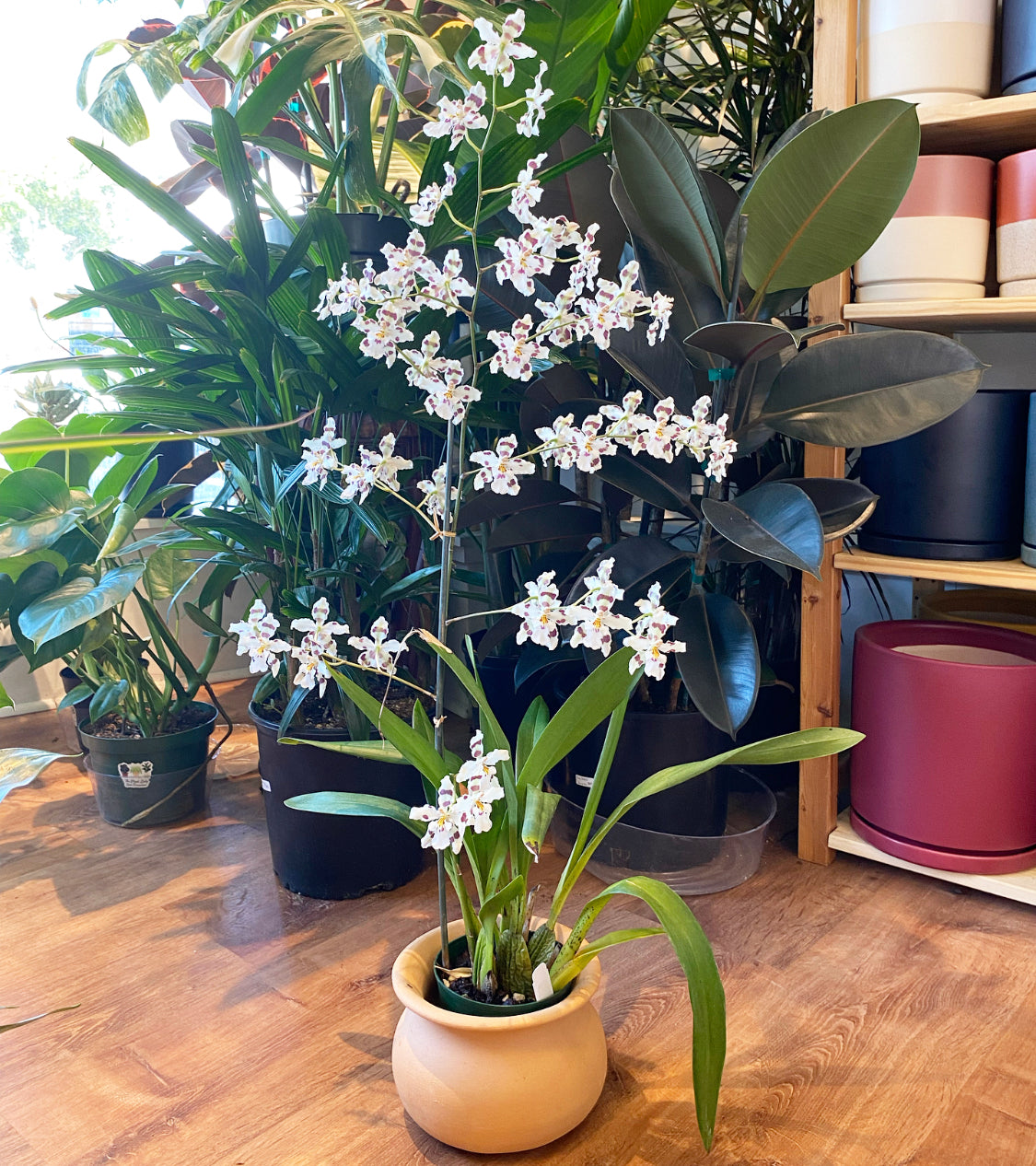 Giant Blooming Oncidium 'Tribbles'