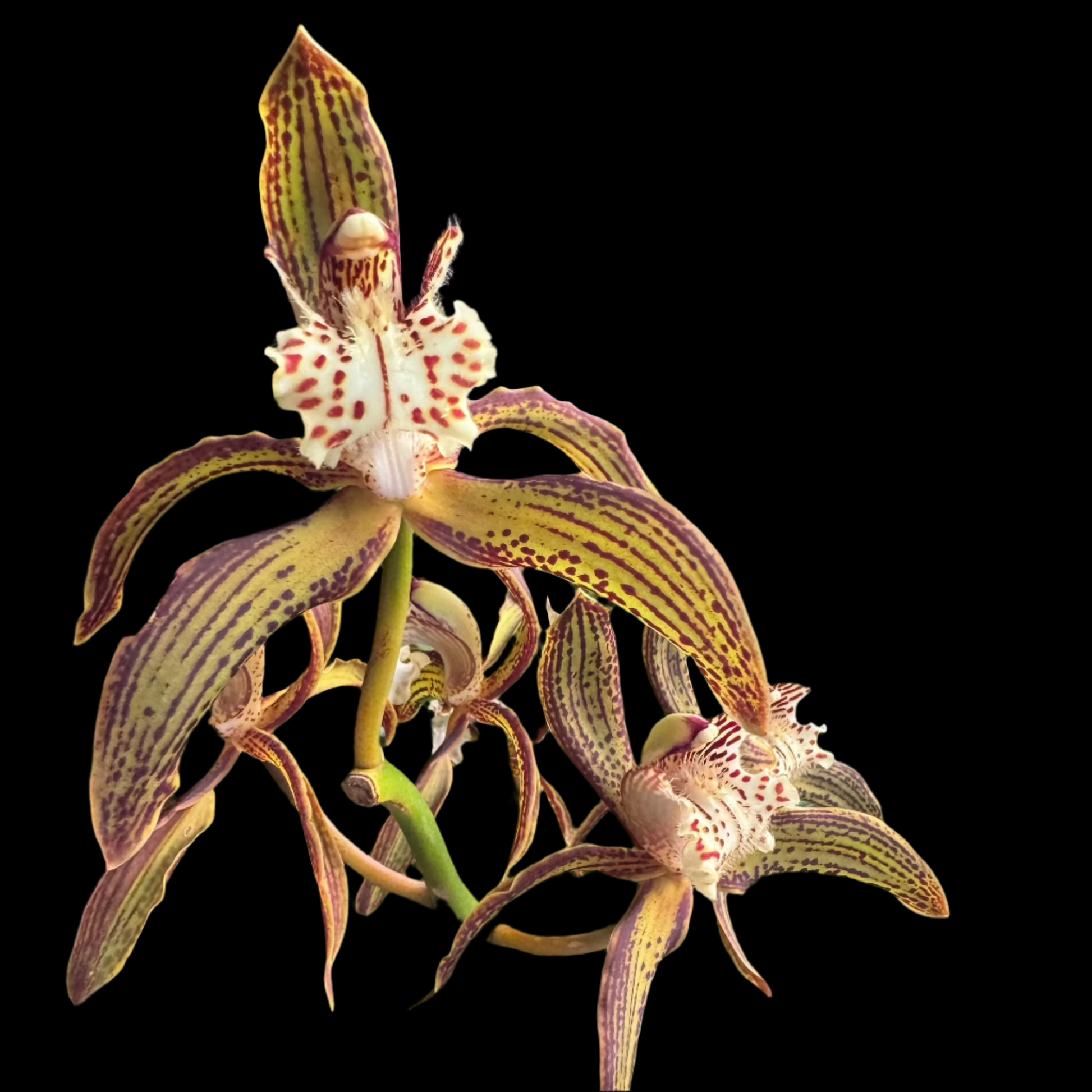 Cymbidium traceanum