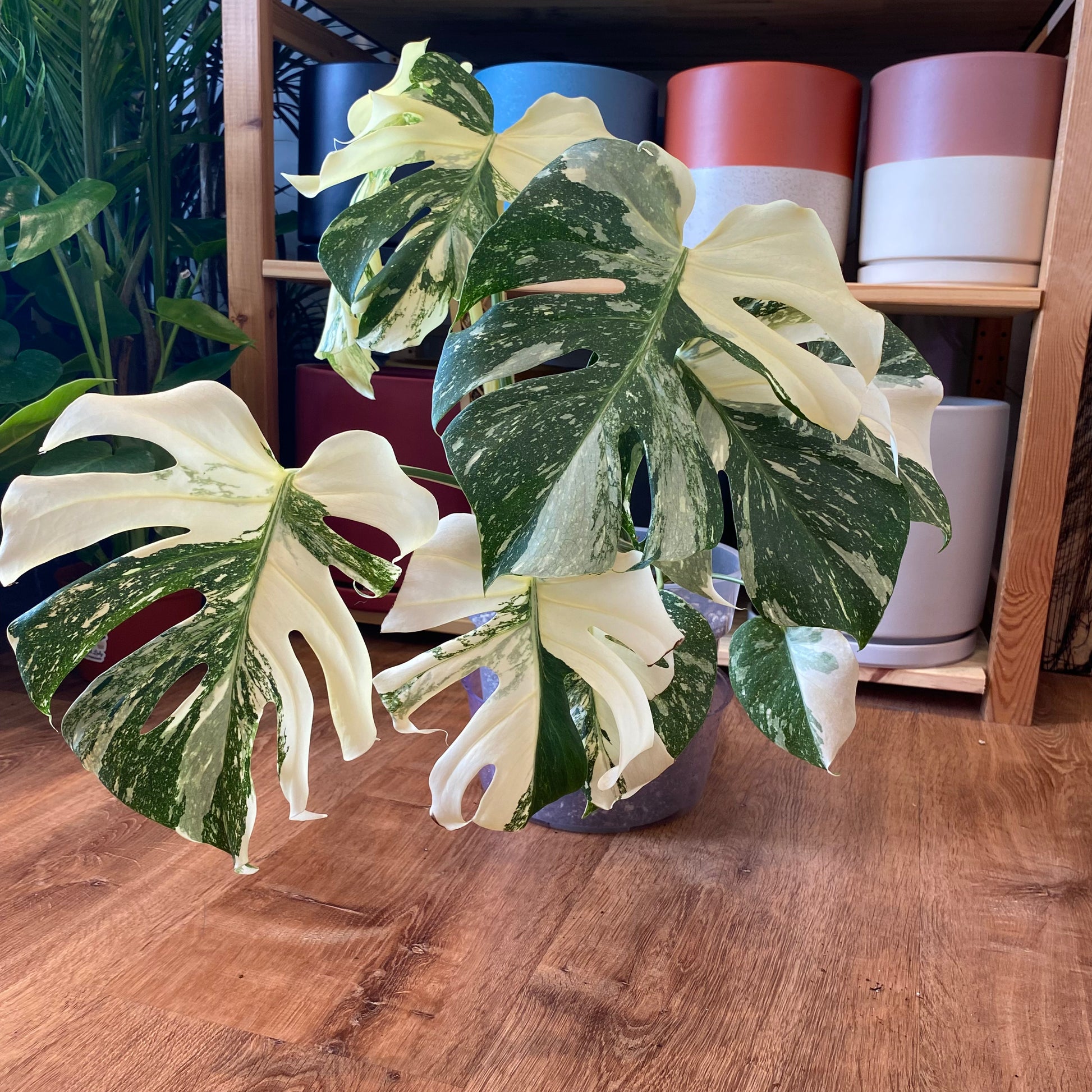 monstera deliciosa variegata thai constellation Monstera deliciosa 'Thai Constellation' – The Plant Lady SF