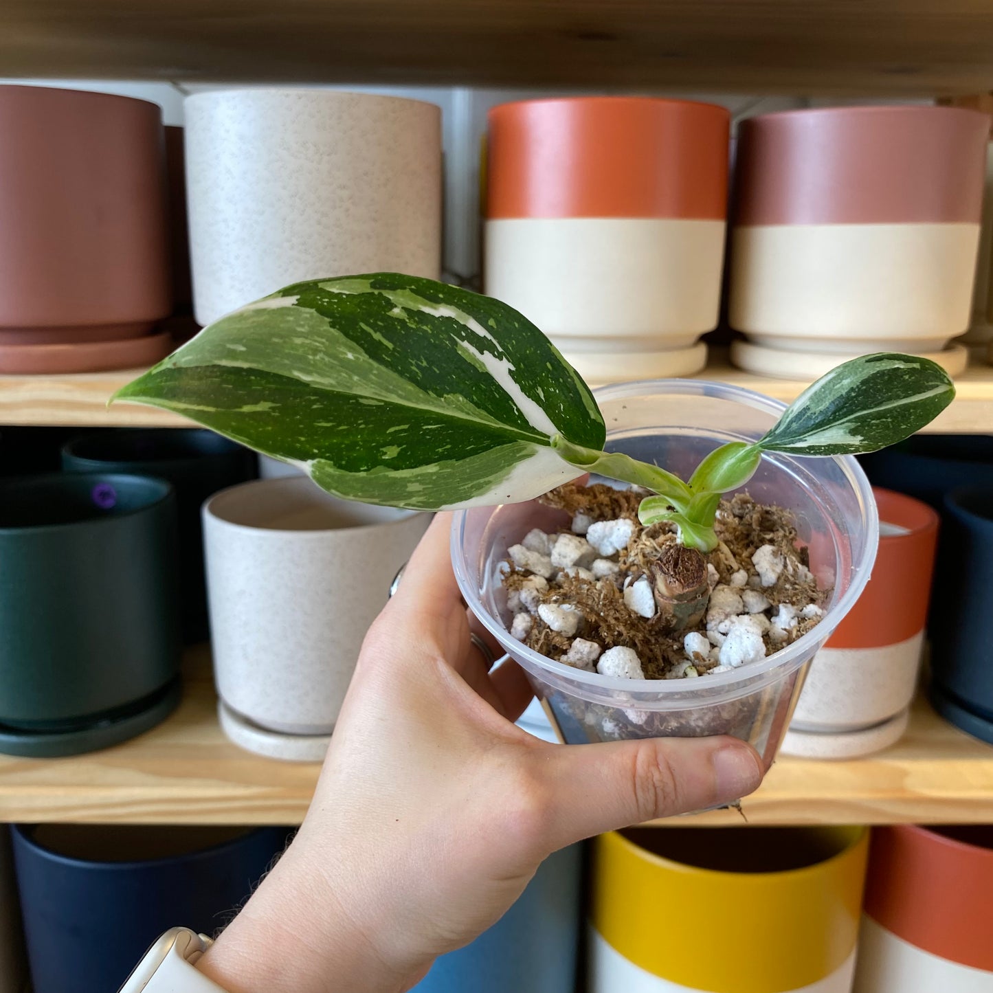 Philodendron 'White Wizard'