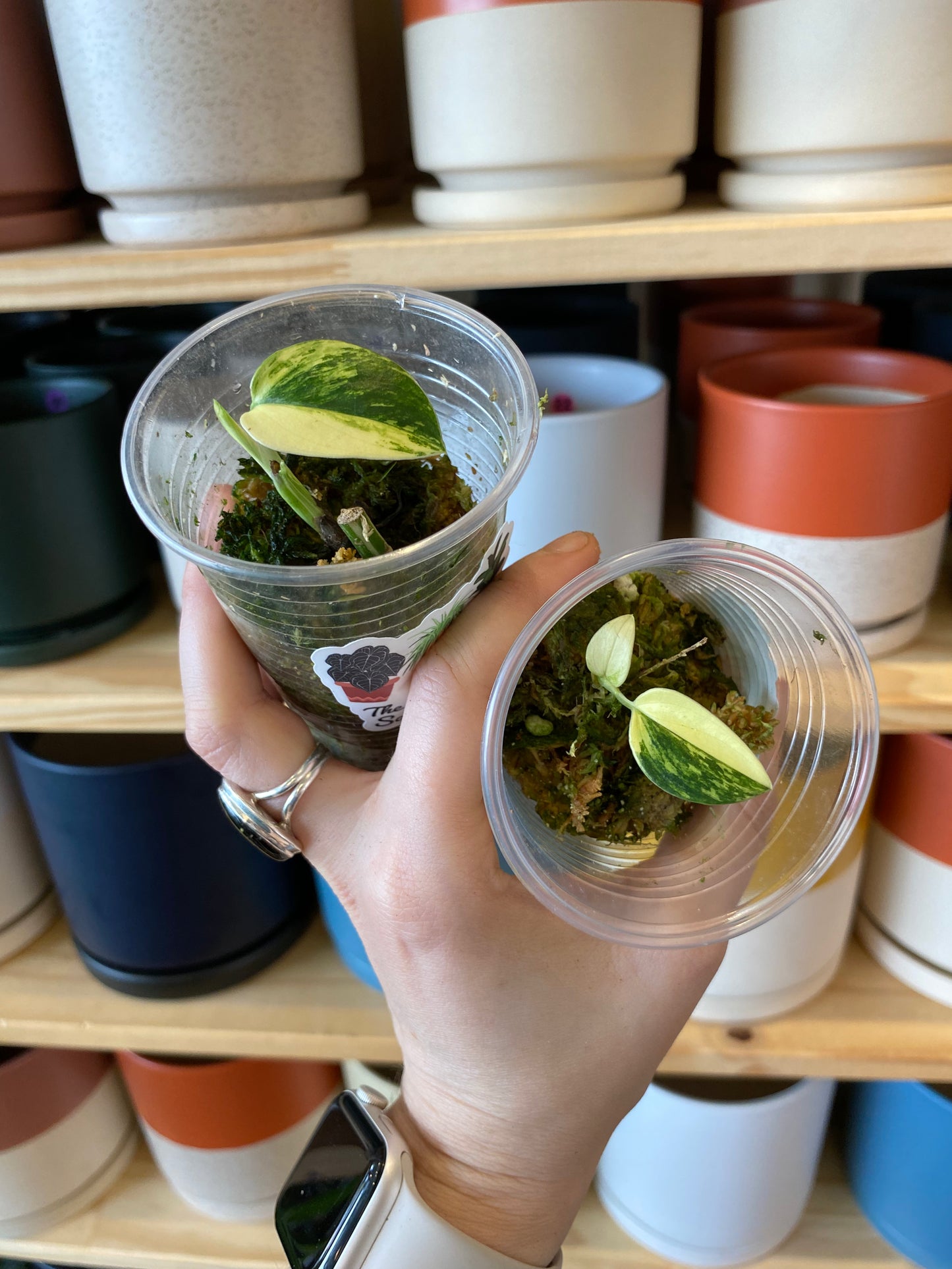 Monstera standleyana 'Aurea'