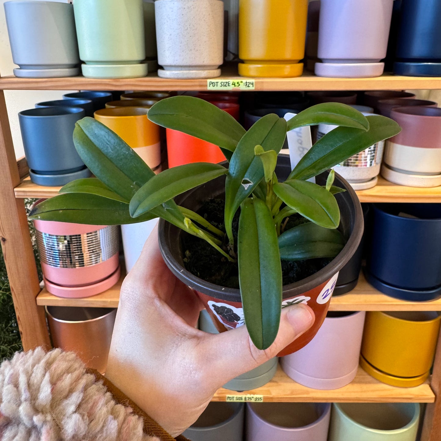 Masdevallia chaparana