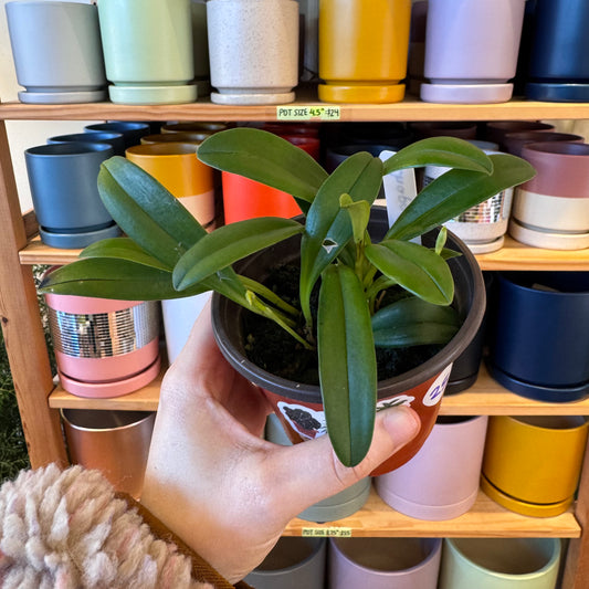 Masdevallia chaparana