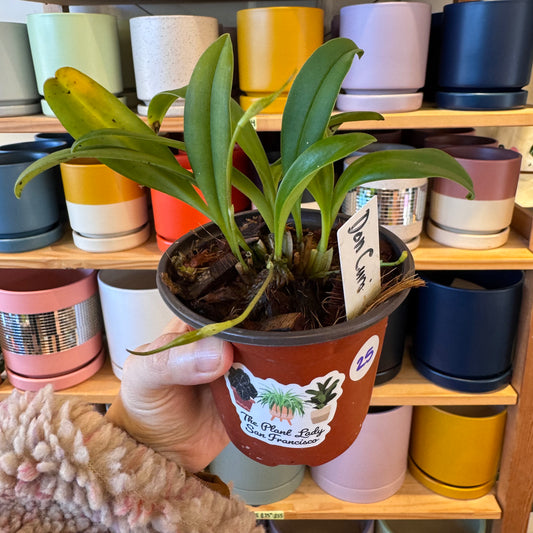 Masdevallia Don Cuni 'Ecuagenera'