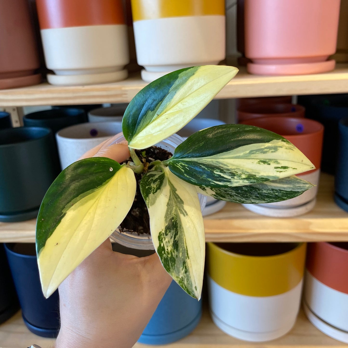 Monstera standleyana 'Aurea'