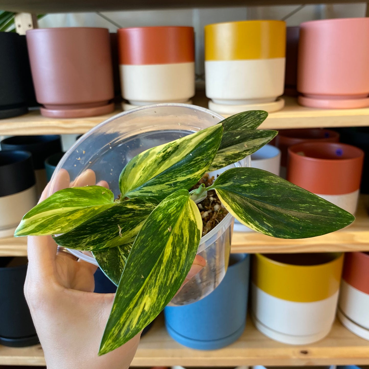 Monstera standleyana 'Aurea'