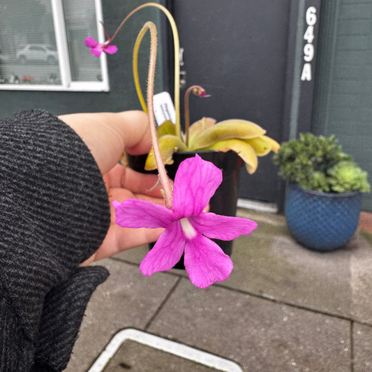 Pinguicula “Antares”