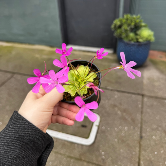 Pinguicula "Estrellita"