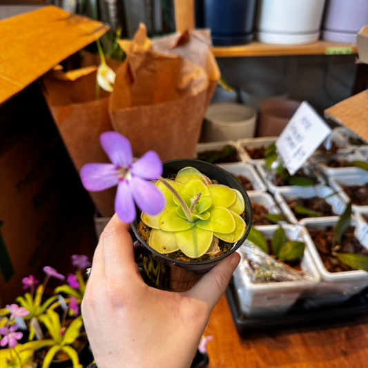 Pinguicula moranensis x ibarrae