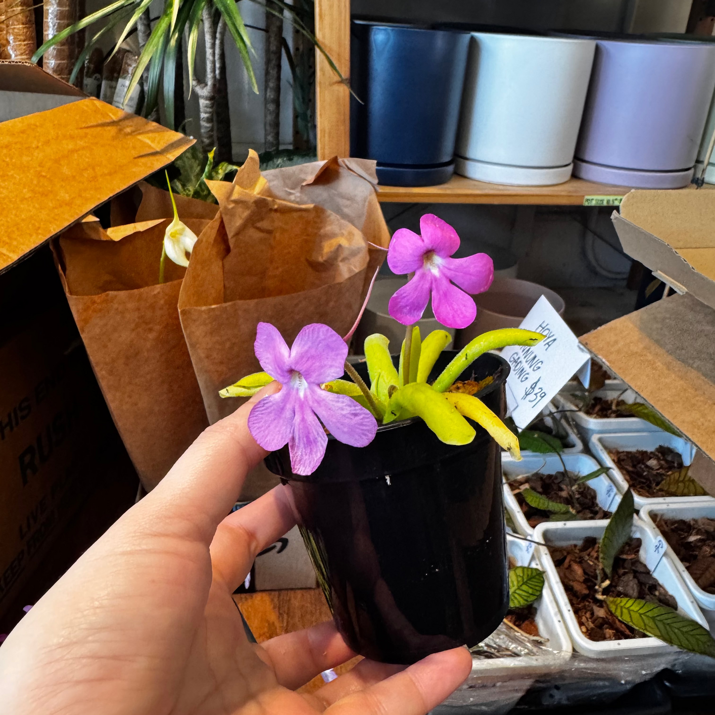 Pinguicula moctezemae x zamulifolia