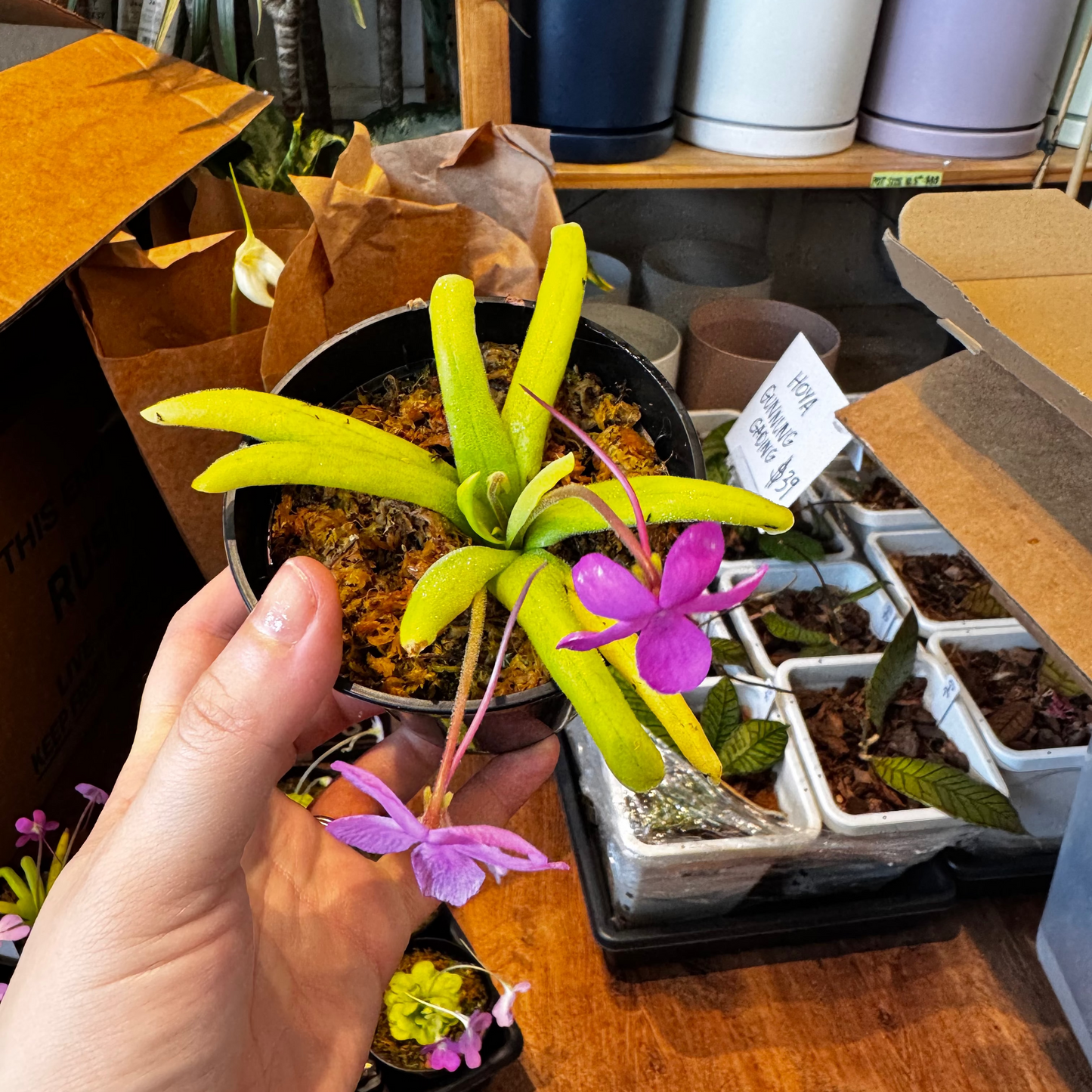 Pinguicula moctezemae x zamulifolia