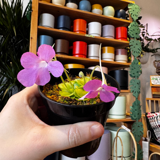 Pinguicula hemiepiphytica x cyclosecta