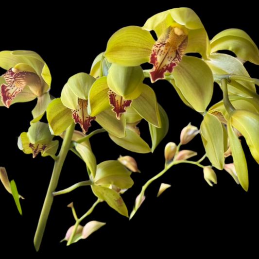 Cymbidium hybrid