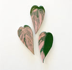Load image into Gallery viewer, Ceramic Leaf Magnets
