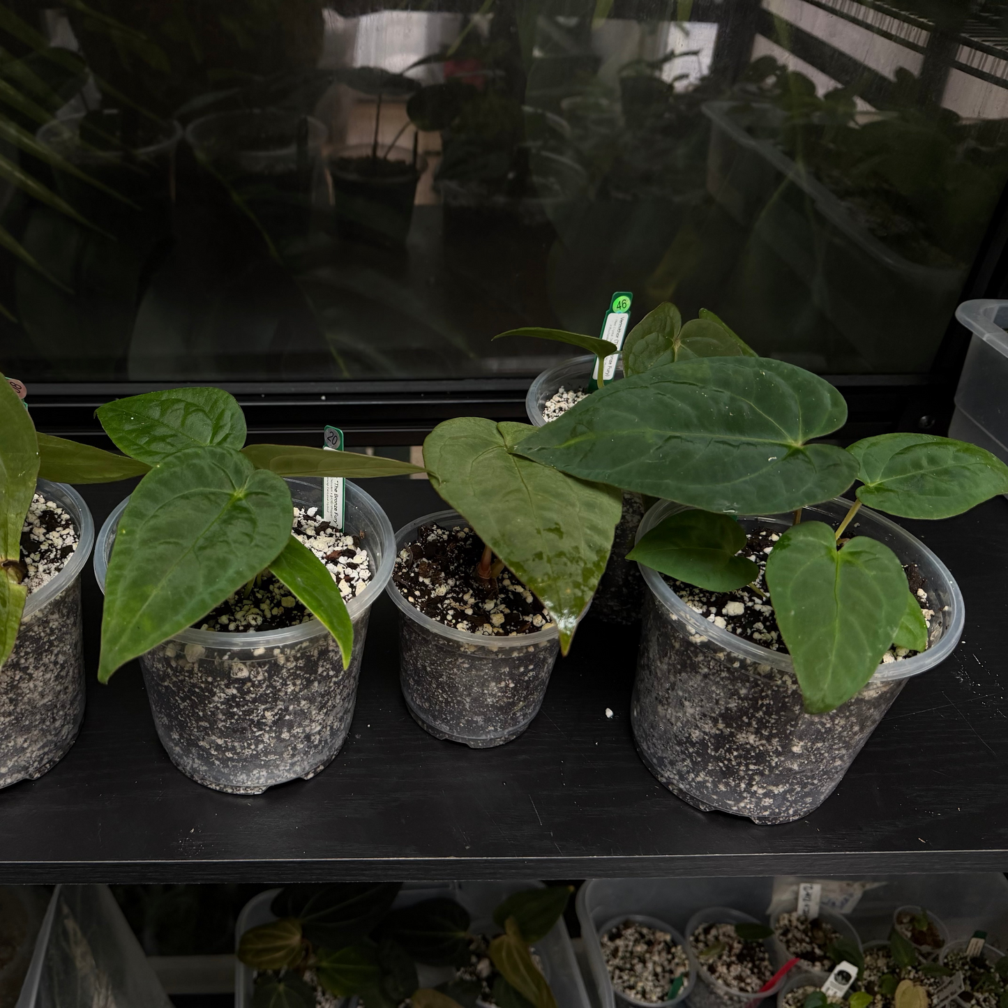 Anthurium "Vermithor"