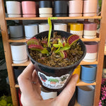 Load image into Gallery viewer, Dionaea muscipula &#39;B52&#39; (Venus Fly Trap)

