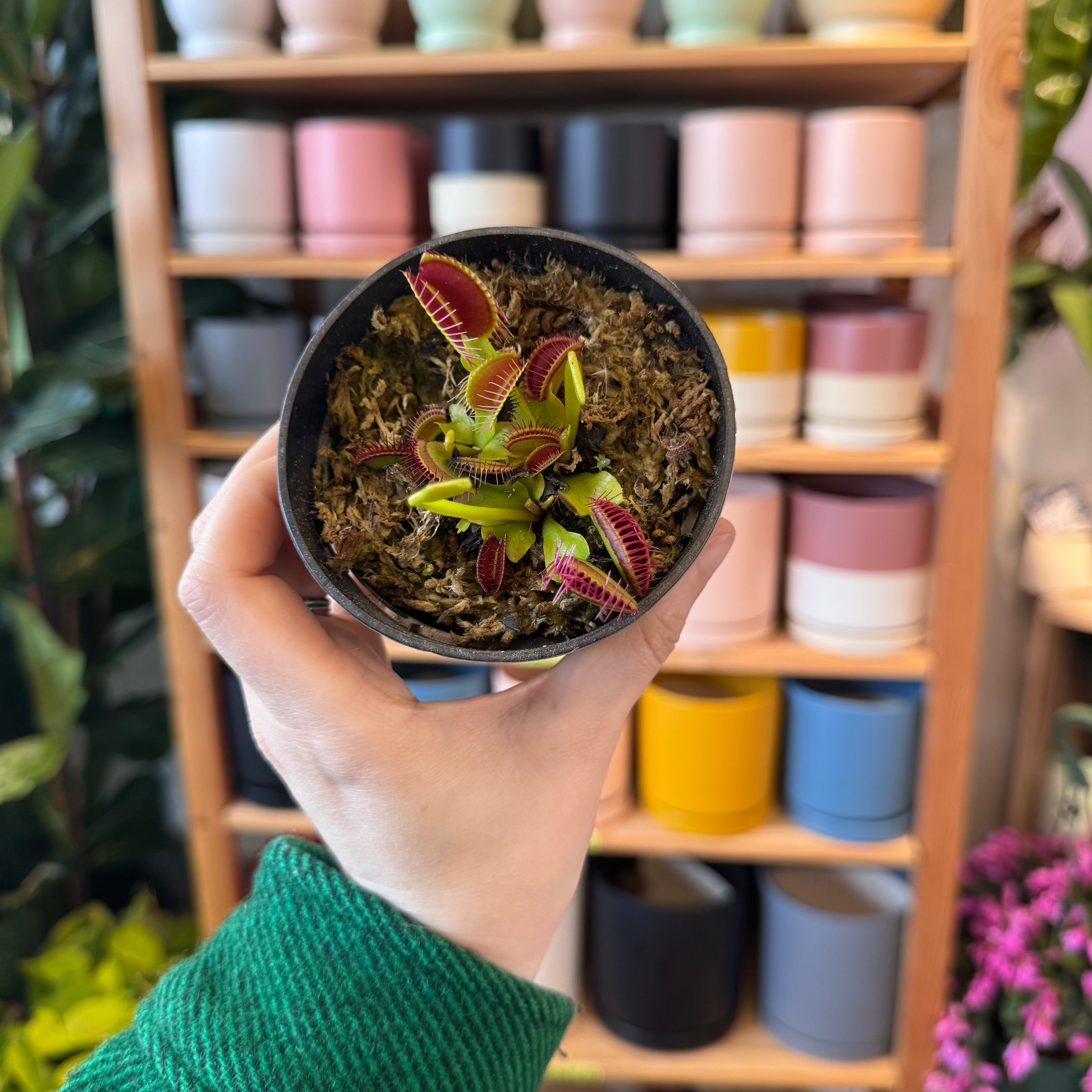 Dionaea muscipula 'B52' (Venus Fly Trap)