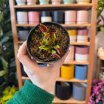 Load image into Gallery viewer, Dionaea muscipula &#39;B52&#39; (Venus Fly Trap)
