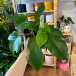Load image into Gallery viewer, Philodendron squamiferum
