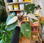 Load image into Gallery viewer, Philodendron &#39;Red Anderson&#39;
