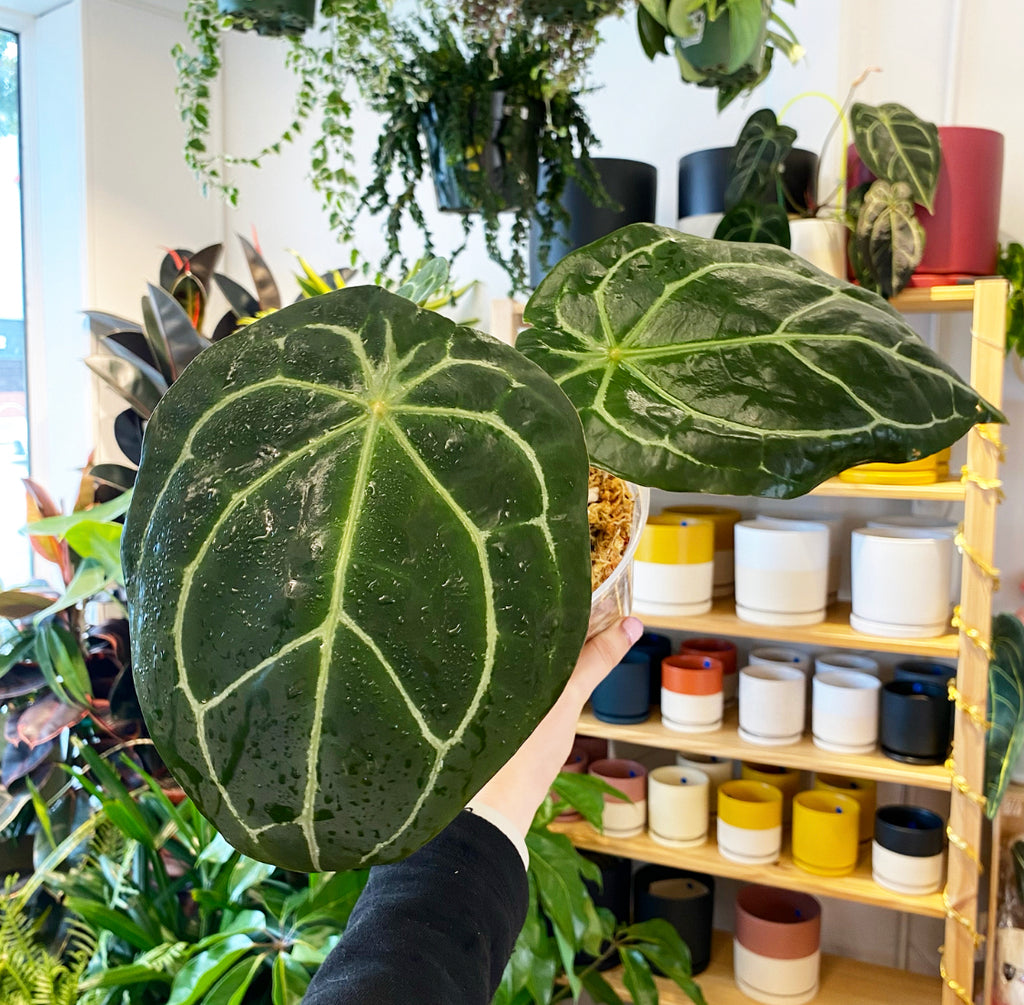 Anthurium dr block x forgetii