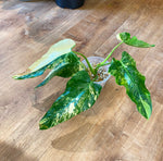Load image into Gallery viewer, Philodendron domesticum variegated
