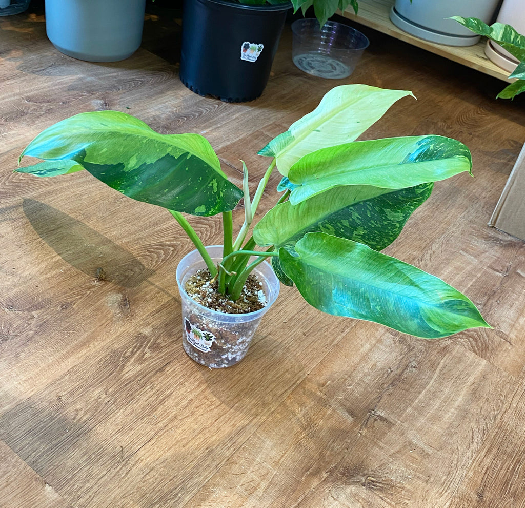 Philodendron 'Jose Buono'