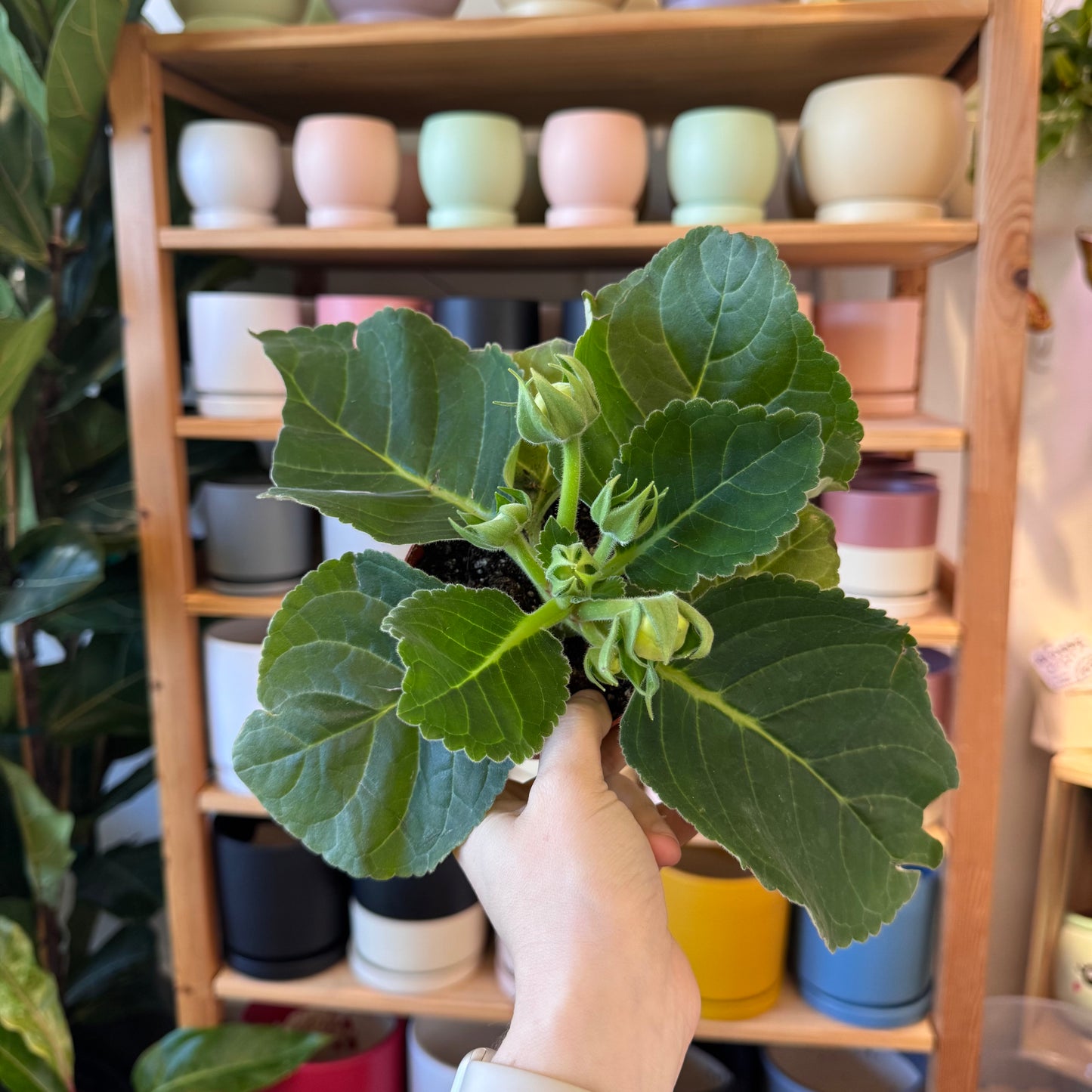 Sinningia speciosa (Gloxinia)