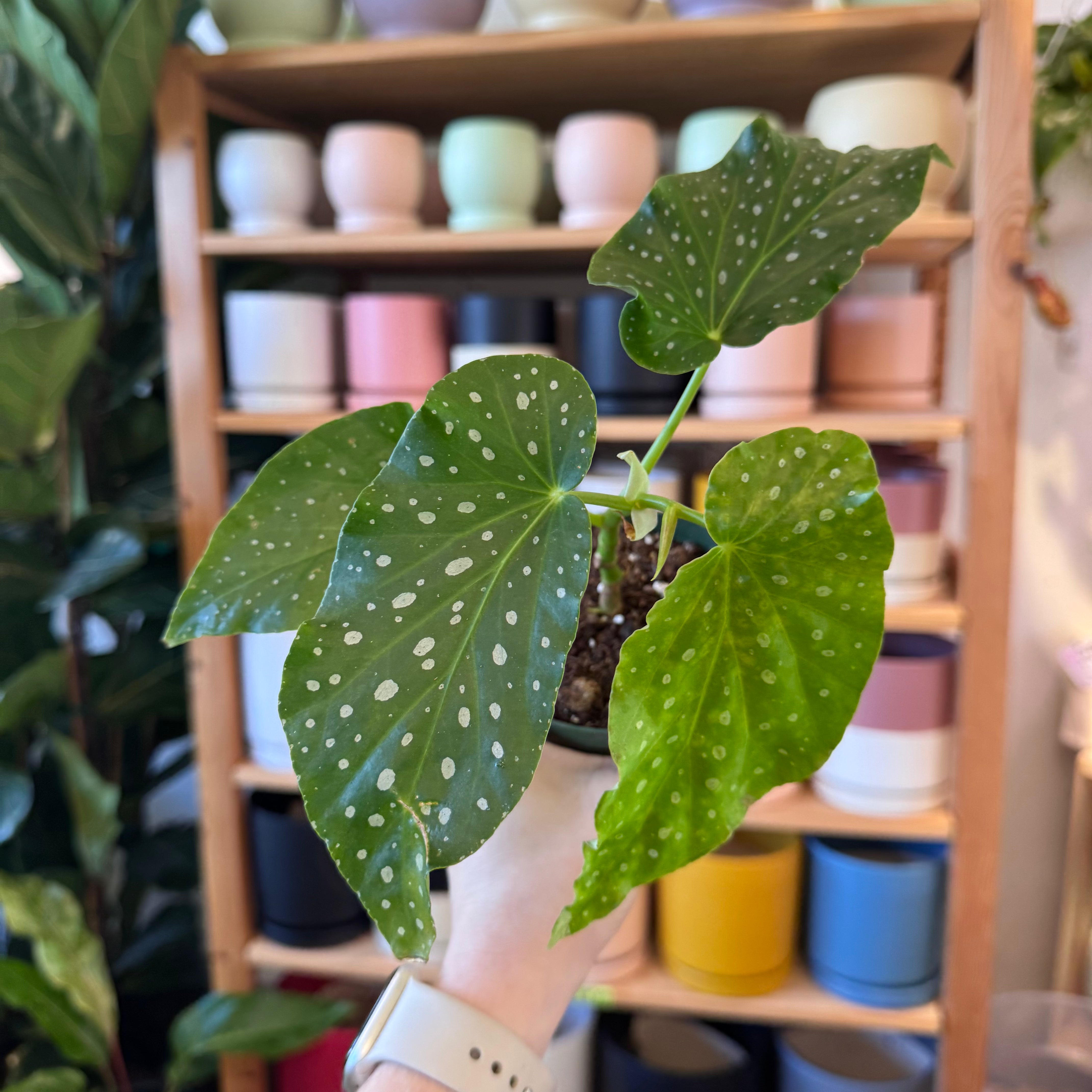 Begonia albo-picta