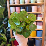 Load image into Gallery viewer, Begonia conchifolia var. rubrimacula
