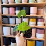 Load image into Gallery viewer, Alocasia zebrina
