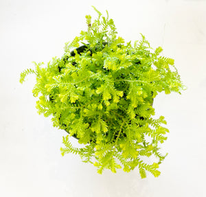 Selaginella Moss Fern (Frost)