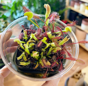 Mini Carnivorous Plant Bog